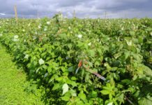 Turbulencje na rynku malin. Ceny lecą w dół a produkcja staje się nieopłacalna