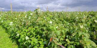 Turbulencje na rynku malin. Ceny lecą w dół a produkcja staje się nieopłacalna