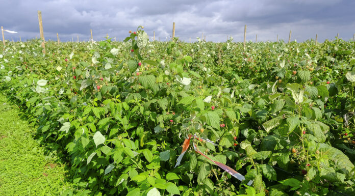 Turbulencje na rynku malin. Ceny lecą w dół a produkcja staje się nieopłacalna