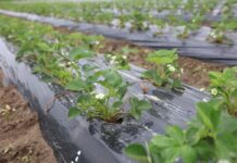 Folie do ściółkowania zagonów i nie tylko. Co warto wiedzieć?