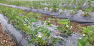 Folie do ściółkowania zagonów i nie tylko. Co warto wiedzieć?