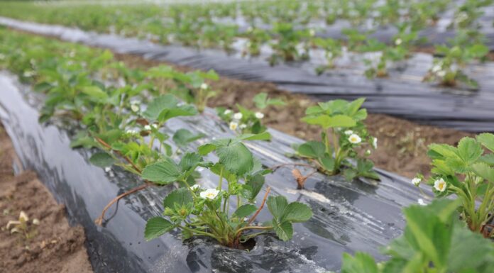 Folie do ściółkowania zagonów i nie tylko. Co warto wiedzieć?