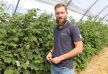 Maliny owocujące na tegorocznych pędach zaczynają dojrzewać – rekomendacje nawozowe