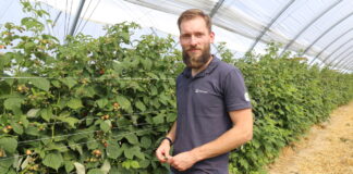 Maliny owocujące na tegorocznych pędach zaczynają dojrzewać – rekomendacje nawozowe