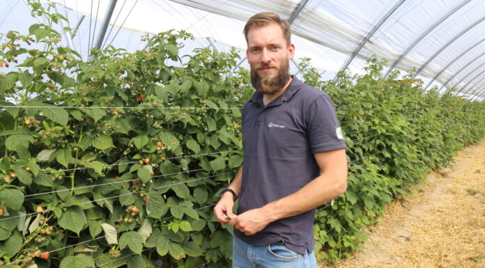 Maliny owocujące na tegorocznych pędach zaczynają dojrzewać – rekomendacje nawozowe