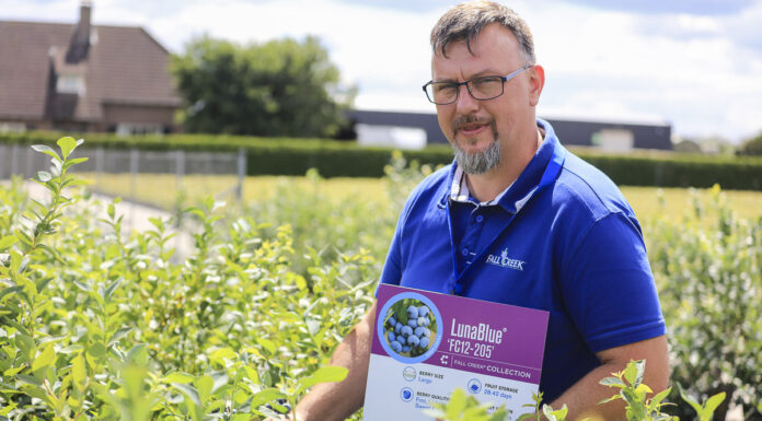 Coraz lepsze odmiany borówki