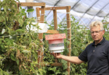 Racjonalna ochrona malin. To się może opłacać!