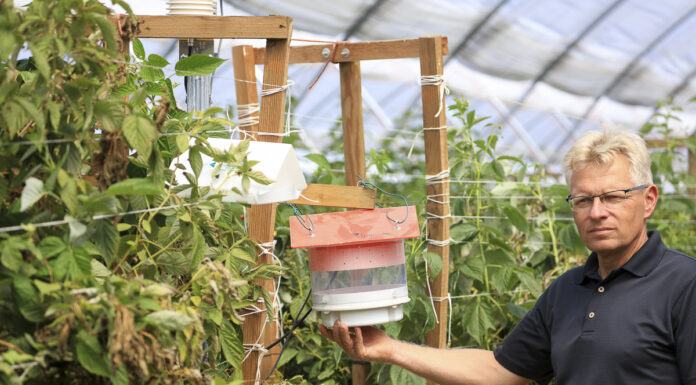 Racjonalna ochrona malin. To się może opłacać!