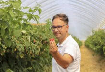 Maliny w trakcie owocowania. Jak je nawozić?