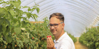 Maliny w trakcie owocowania. Jak je nawozić?