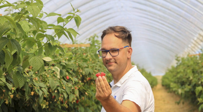 Maliny w trakcie owocowania. Jak je nawozić?