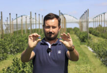 Nawożenie borówki gdy trwają jeszcze zbiory owoców