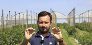 Nawożenie borówki gdy trwają jeszcze zbiory owoców