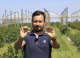 Nawożenie borówki gdy trwają jeszcze zbiory owoców