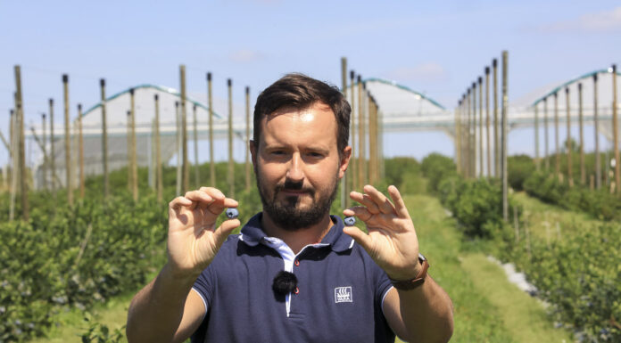 Nawożenie borówki gdy trwają jeszcze zbiory owoców