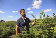Przygotowanie borówki do spoczynku zimowego
