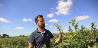 Przygotowanie borówki do spoczynku zimowego