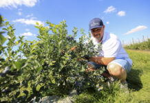 Trzy zaskakujące odmiany borówek w sezonie 2022