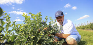 Trzy zaskakujące odmiany borówek w sezonie 2022