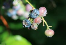 Dlaczego warto ubezpieczać plantacje?