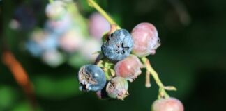 Dlaczego warto ubezpieczać plantacje?