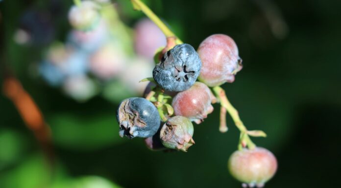Dlaczego warto ubezpieczać plantacje?