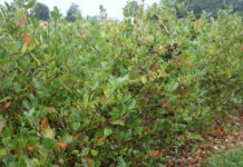 Aronia pod wodą, opłacalność pod kreską