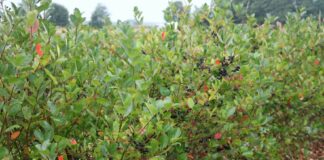 Aronia pod wodą, opłacalność pod kreską