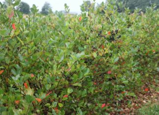 Aronia pod wodą, opłacalność pod kreską