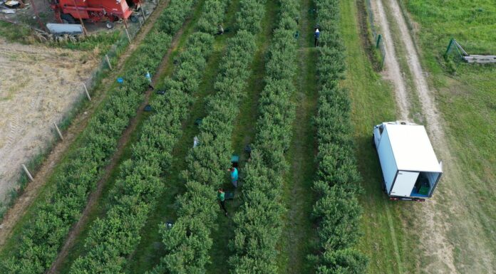 Rynek borówki deserowej i do przetwórstwa