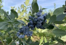 Coraz więcej ukraińskich borówek w krajach UE