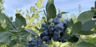 Późne odmiany borówki i jakość owoców oraz nawożenie stymulujące zawiązywanie pąków kwiatowych