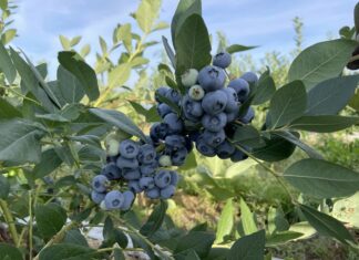 Coraz więcej ukraińskich borówek w krajach UE