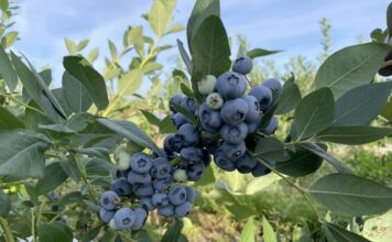 Coraz więcej ukraińskich borówek w krajach UE