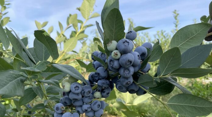 Późne odmiany borówki i jakość owoców oraz nawożenie stymulujące zawiązywanie pąków kwiatowych