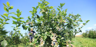 Czy utrwalające się trendy ekonomiczne są zagrożeniem dla przyszłości uprawy borówki?