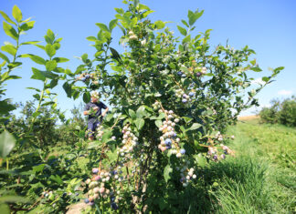 Czy utrwalające się trendy ekonomiczne są zagrożeniem dla przyszłości uprawy borówki?
