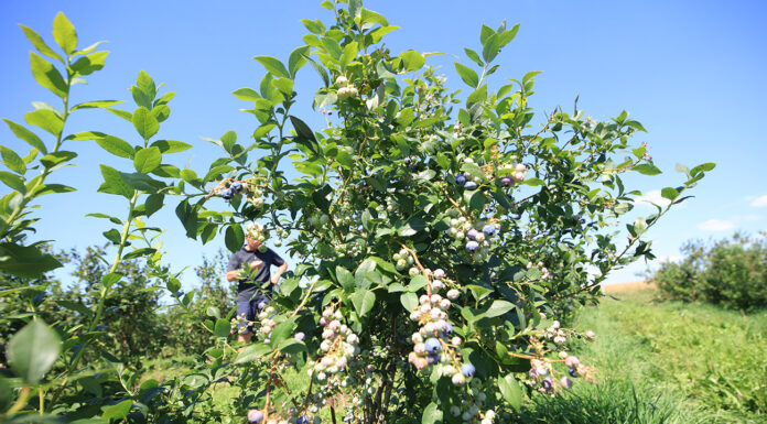 Plantacje borówki na finiszu zbiorów. Jak o nie zadbać?