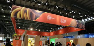 Eksport peruwiańskiej borówki przekroczy 250 000 ton w tym sezonie/roku