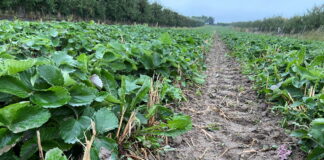 Reklemel™ active do ochrony upraw przed nicieniami