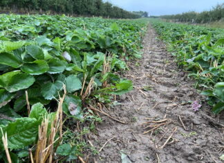 Reklemel™ active do ochrony upraw przed nicieniami