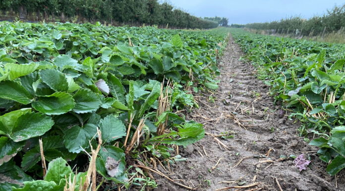 Reklemel™ active do ochrony upraw przed nicieniami