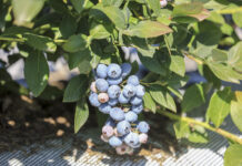 Powalczmy o plon! Nawożenie borówek w pełni lata