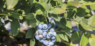 Powalczmy o plon! Nawożenie borówek w pełni lata