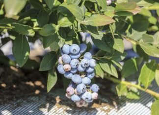 Powalczmy o plon! Nawożenie borówek w pełni lata