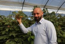 Technicznie o stosowaniu produktów w ochronie i nawożeniu malin