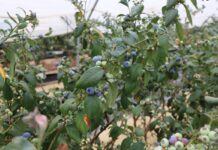 Ekwador – czy będzie nowym graczem na borówkowym rynku owoców premium?