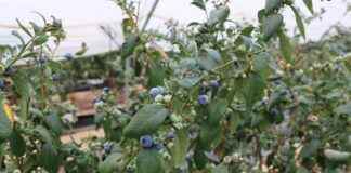 Ekwador – czy będzie nowym graczem na borówkowym rynku owoców premium?