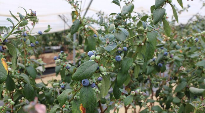 Ekwador – czy będzie nowym graczem na borówkowym rynku owoców premium?