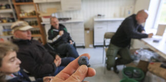 Nowe polskie odmiany borówki i haskapu? Tak, i to już niebawem!